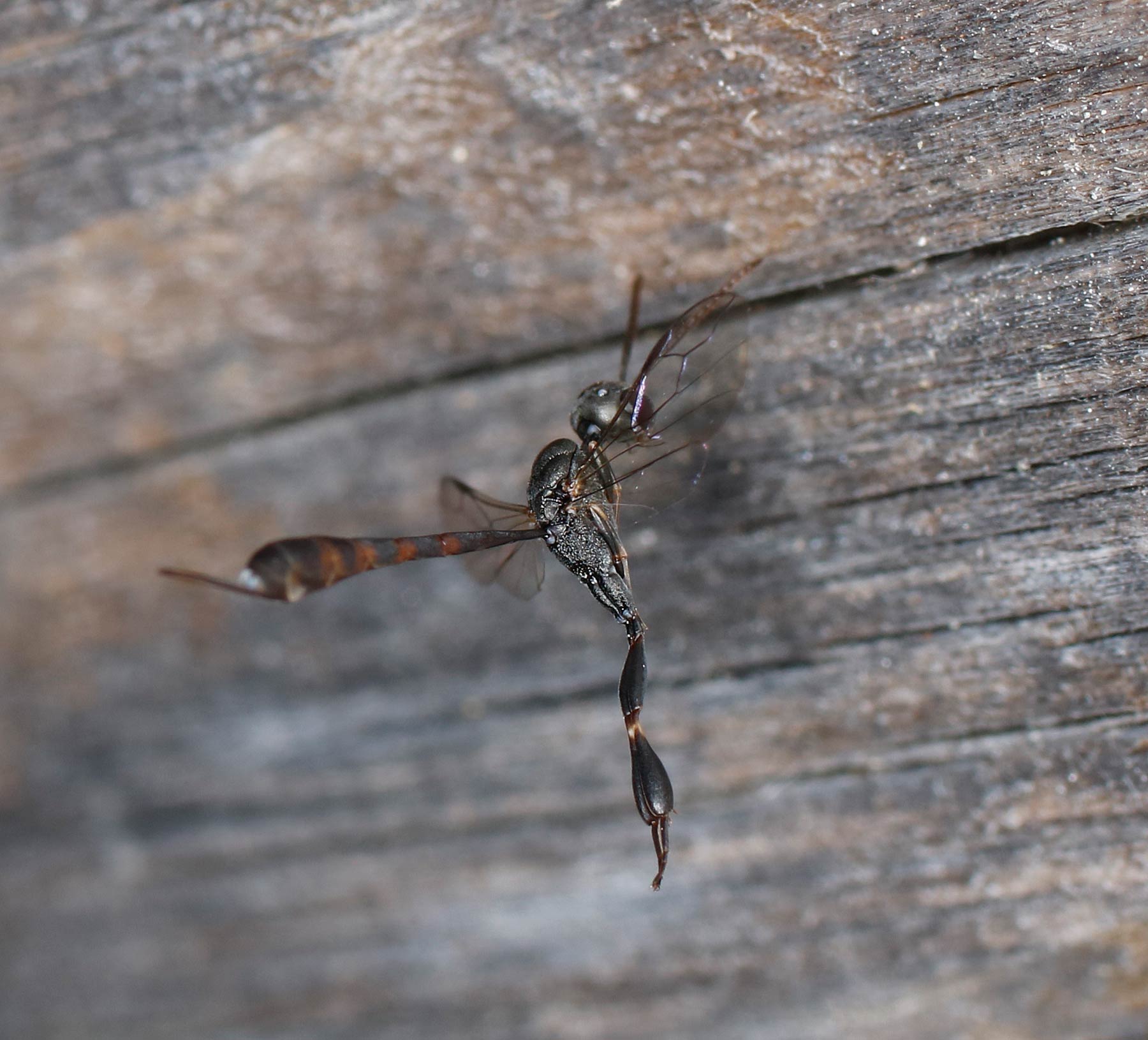 Gasteruptiidae: Gasteruption cfr. assectator